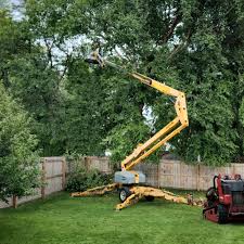 Reliable Groves, TX  Tree Services Solutions