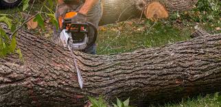 Why Choose Our Tree Removal Services in Groves, TX?